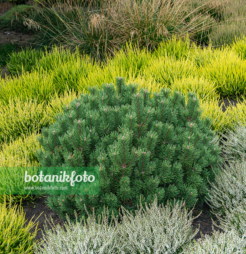 651439 - Dwarf mountain pine (Pinus mugo 'Humpy') and common heather (Calluna vulgaris)