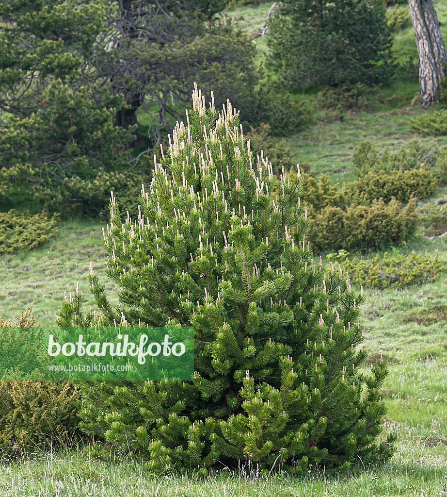 651440 - Dwarf mountain pine (Pinus mugo subsp. uncinata)