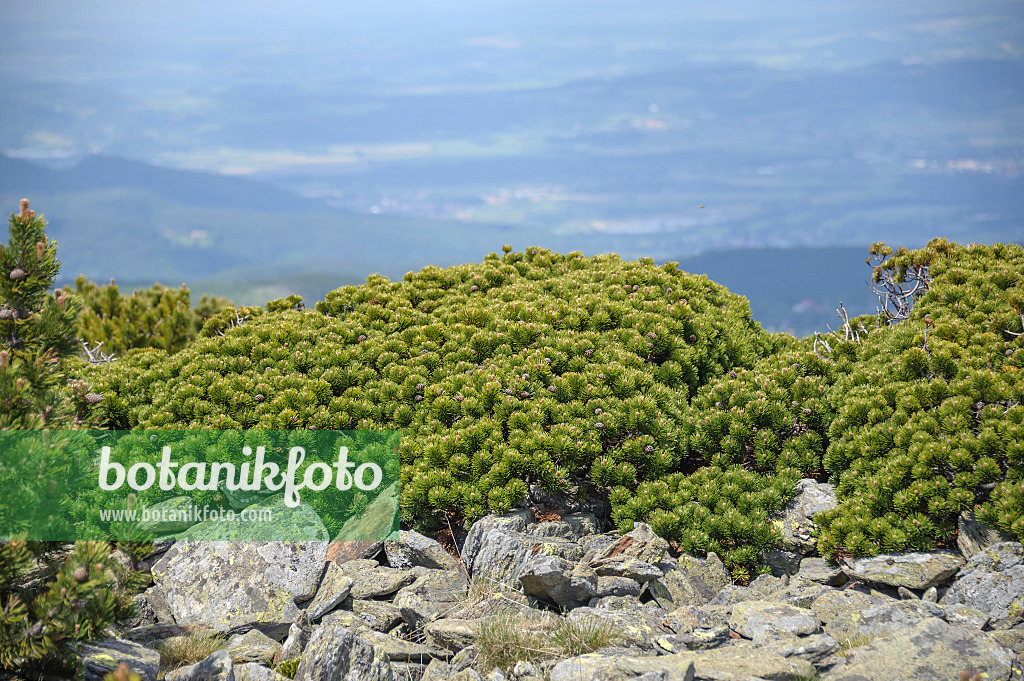 575190 - Dwarf mountain pine (Pinus mugo var. pumilio)