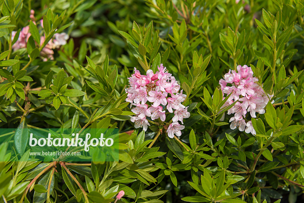 638299 - Dwarf rhododendron (Rhododendron micranthum 'Bloombux')