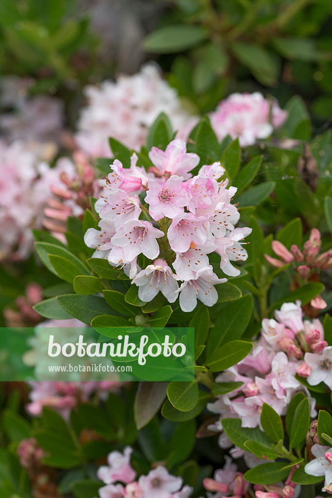 664377 - Dwarf rhododendron (Rhododendron micranthum 'Bloombux')
