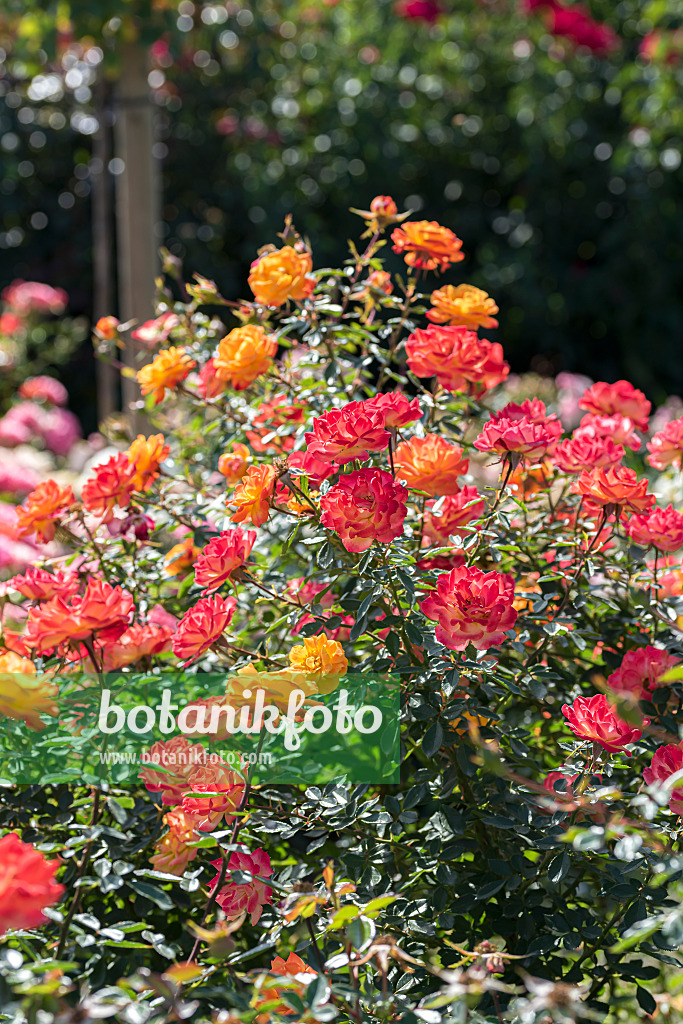 638316 - Dwarf rose (Rosa Little Miss Sunshine)