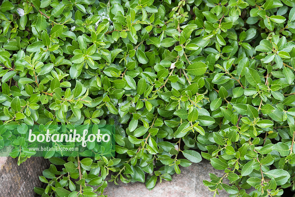 638334 - Dwarf willow (Salix x simulatrix)