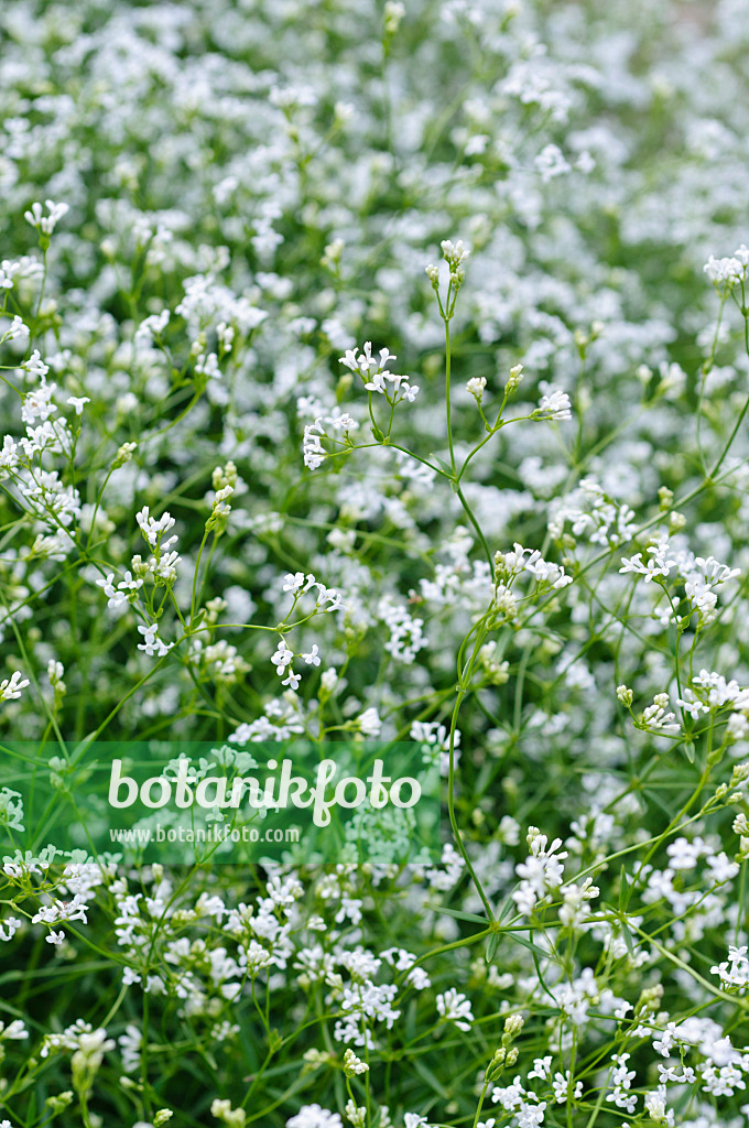 473007 - Dyer's woodruff (Asperula tinctoria)