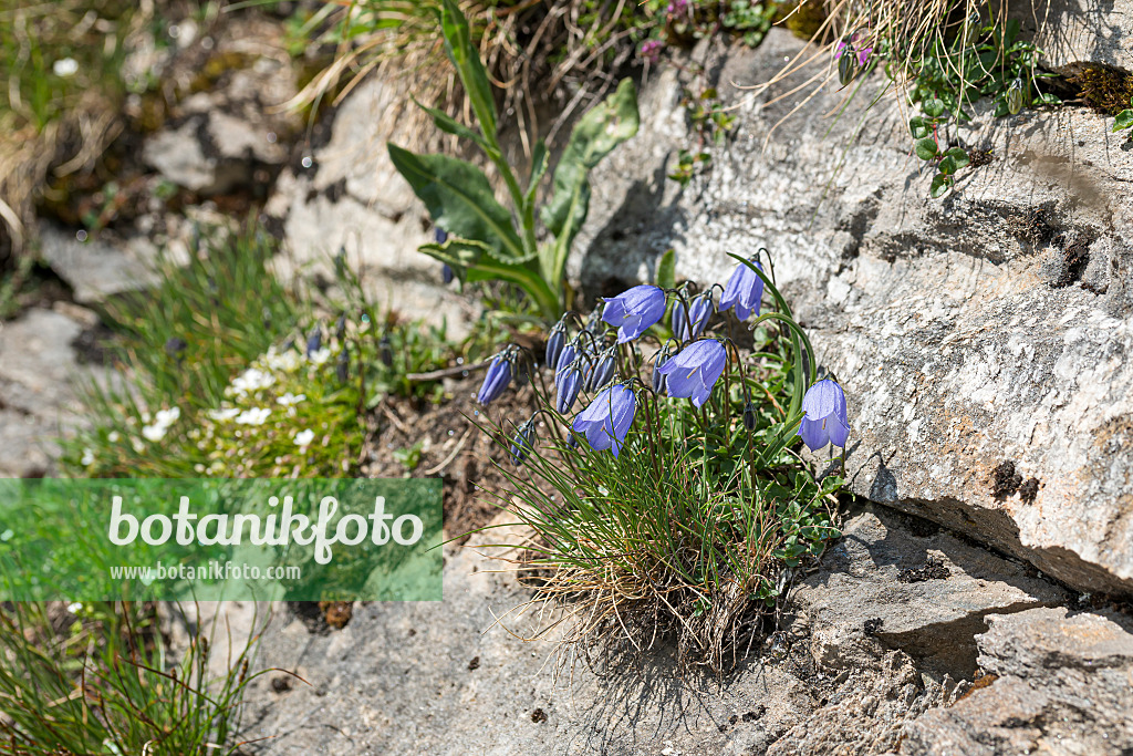 651134 - Earleaf bellflower (Campanula cochleariifolia)