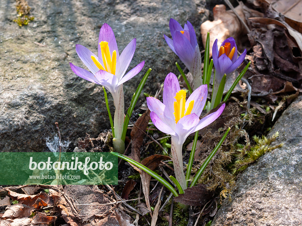 400001 - Early crocus (Crocus tommasinianus)