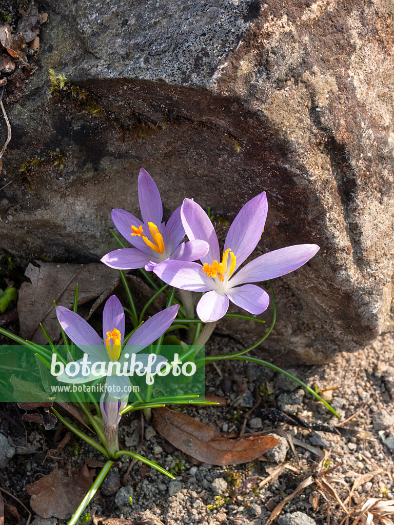 400003 - Early crocus (Crocus tommasinianus)