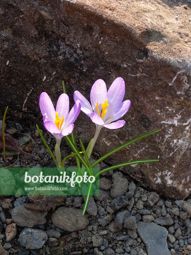 400006 - Early crocus (Crocus tommasinianus)
