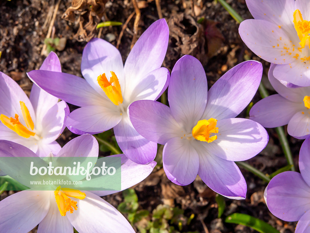 423004 - Early crocus (Crocus tommasinianus)