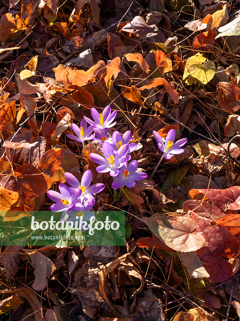 457004 - Early crocus (Crocus tommasinianus)