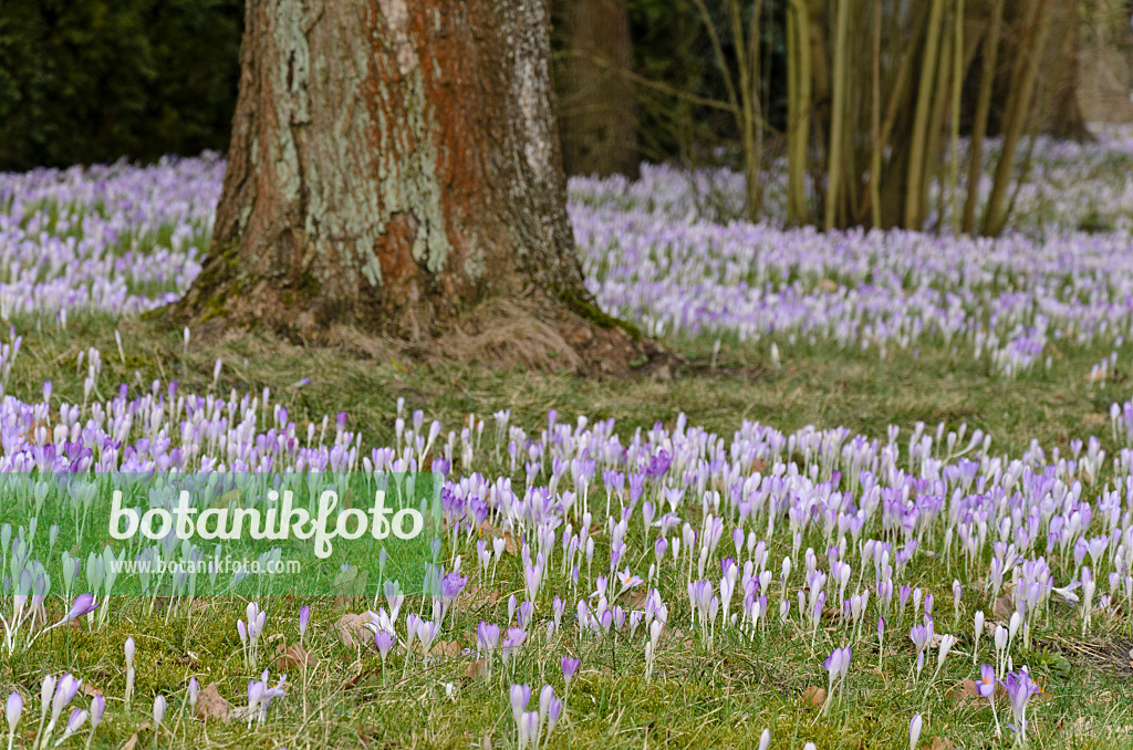566001 - Early crocus (Crocus tommasinianus)