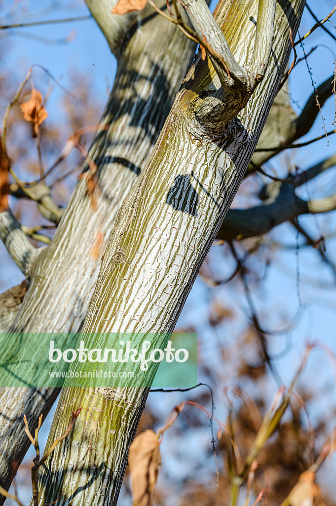 593017 - East Asian stripe maple (Acer tegmentosum)