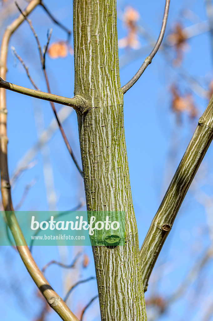 593019 - East Asian stripe maple (Acer tegmentosum)