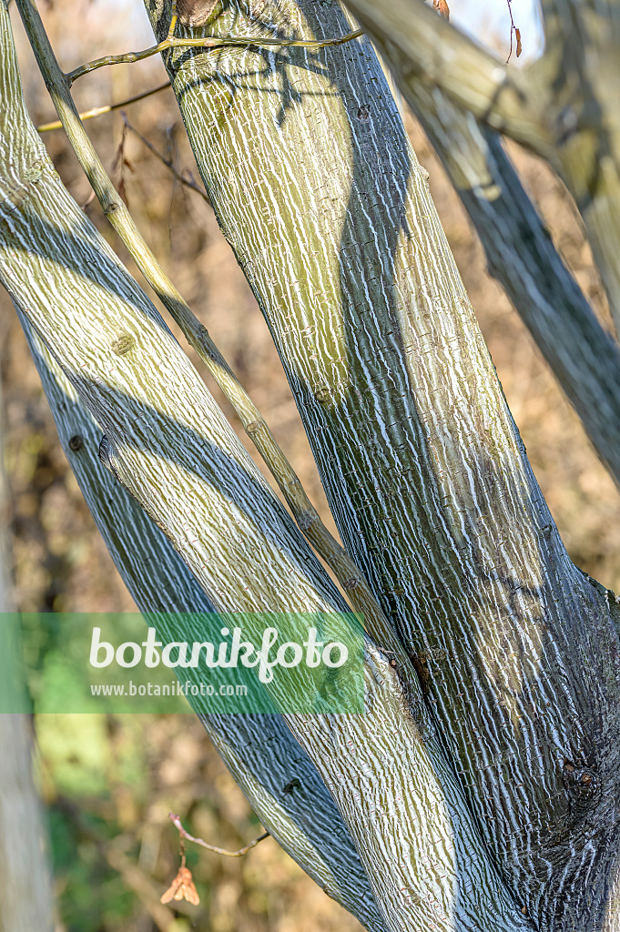 593020 - East Asian stripe maple (Acer tegmentosum)