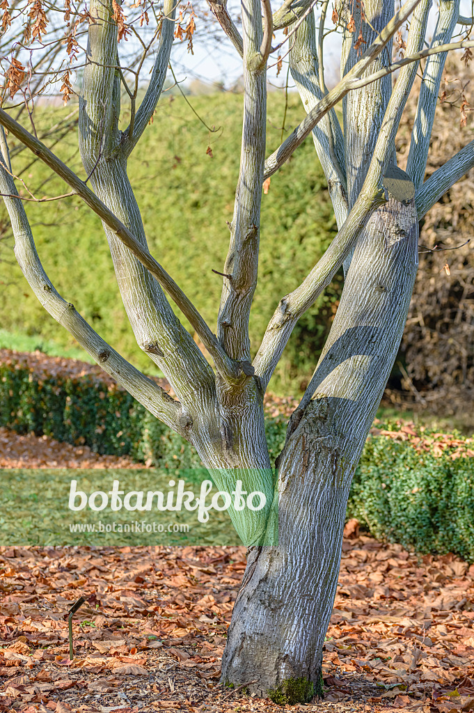 593021 - East Asian stripe maple (Acer tegmentosum)