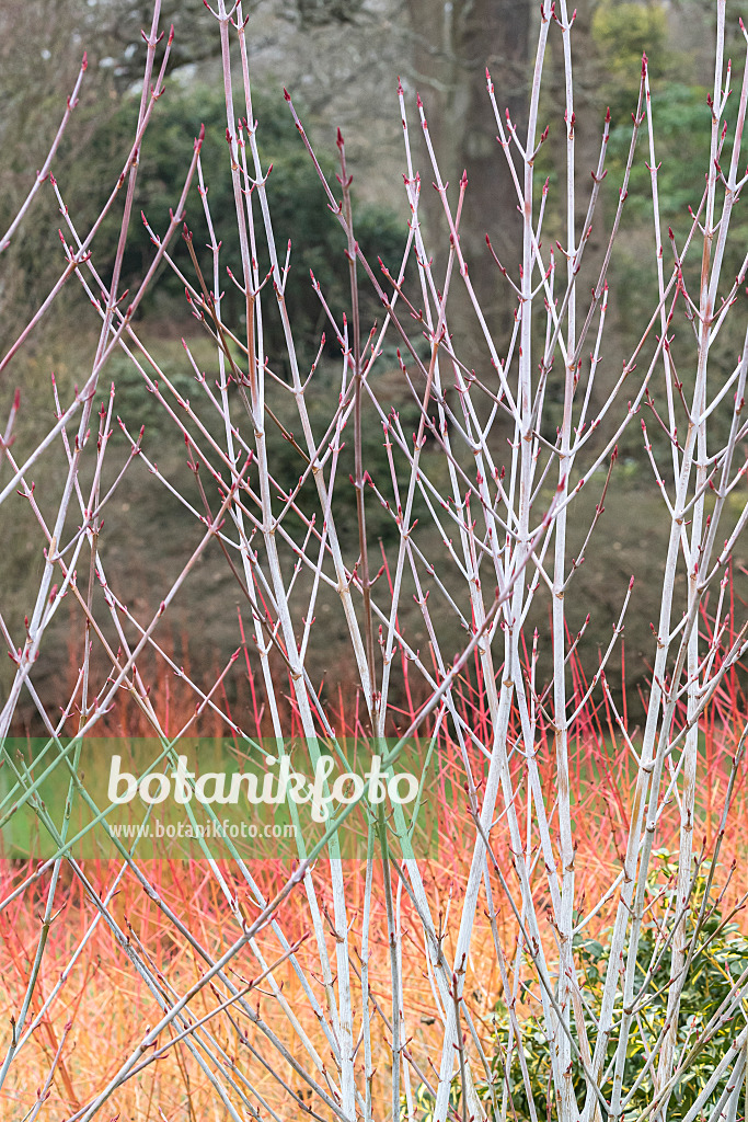 638020 - East Asian stripe maple (Acer tegmentosum 'Valley Phantom')