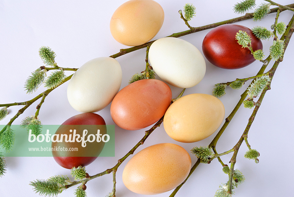 479066 - Easter eggs coloured with spinach and onion skins besides a willow branch