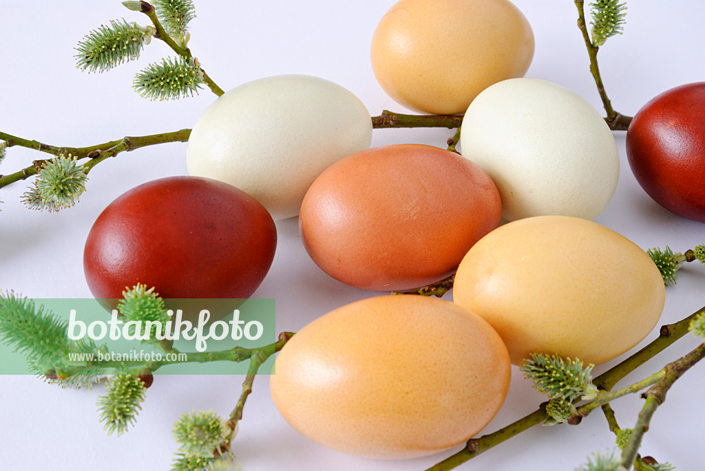 479067 - Easter eggs coloured with spinach and onion skins besides a willow branch