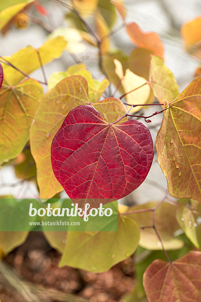 651161 - Easter redbud (Cercis canadensis 'Eternal Flame')