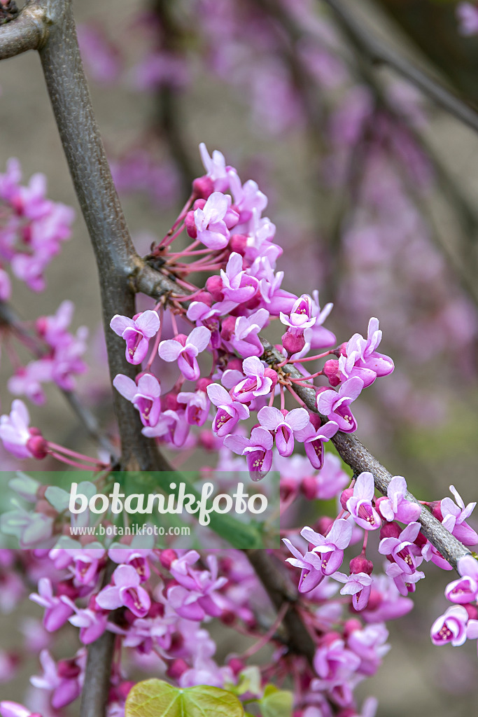 651162 - Easter redbud (Cercis canadensis 'Lavender Twist')
