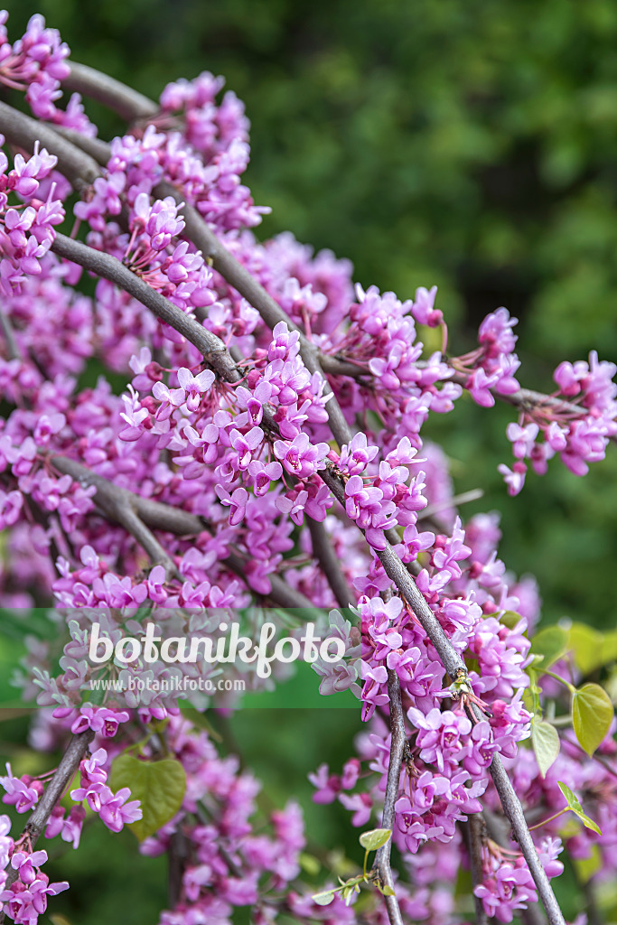 651163 - Easter redbud (Cercis canadensis 'Lavender Twist')