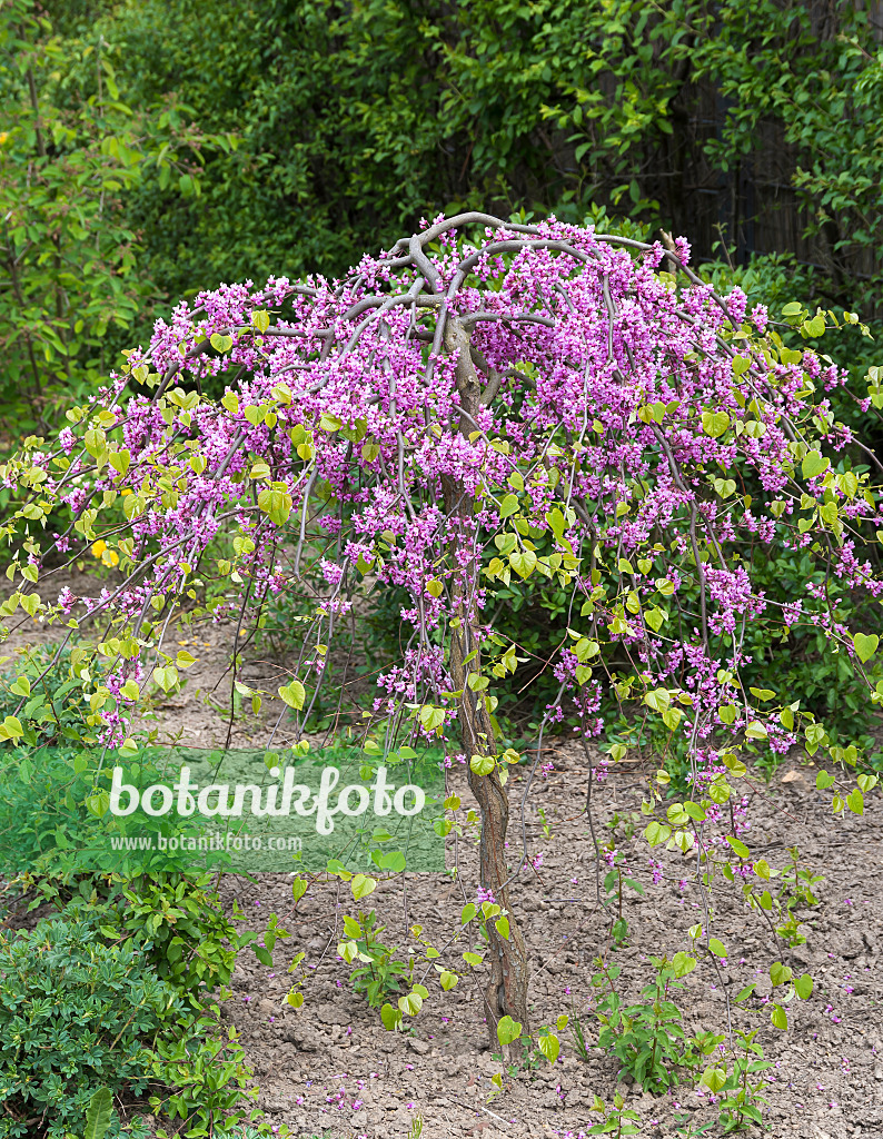 651164 - Easter redbud (Cercis canadensis 'Lavender Twist')