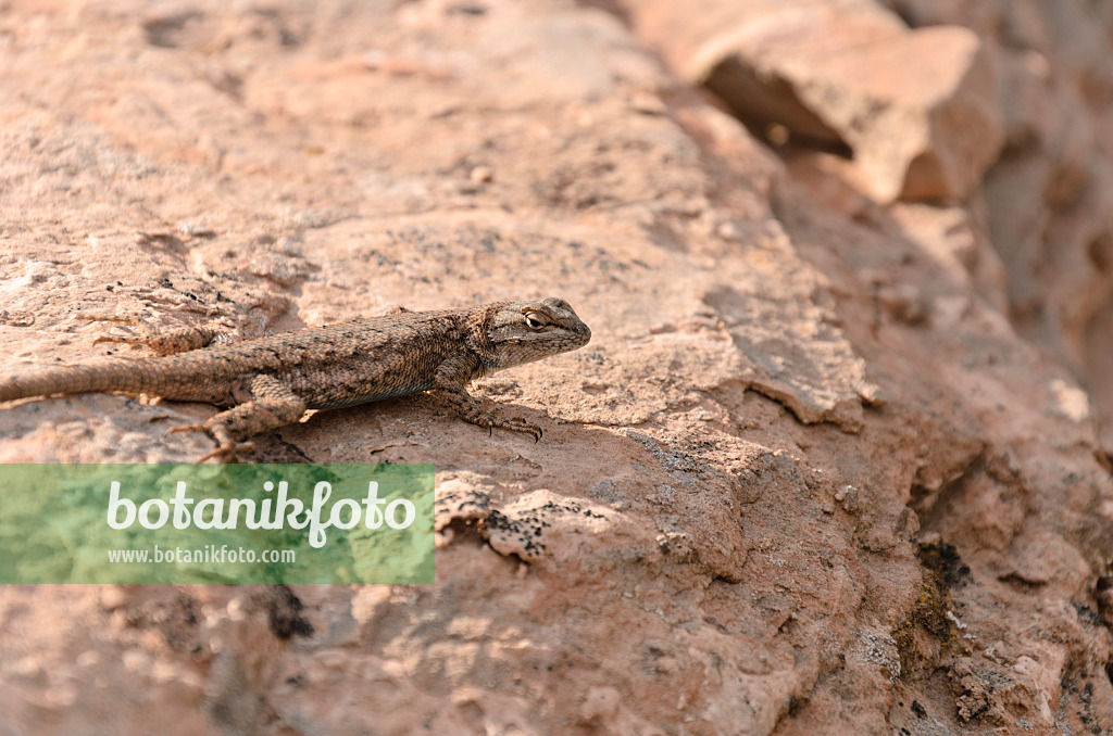 508311 - Eastern fence lizard (Sceloporus undulatus)