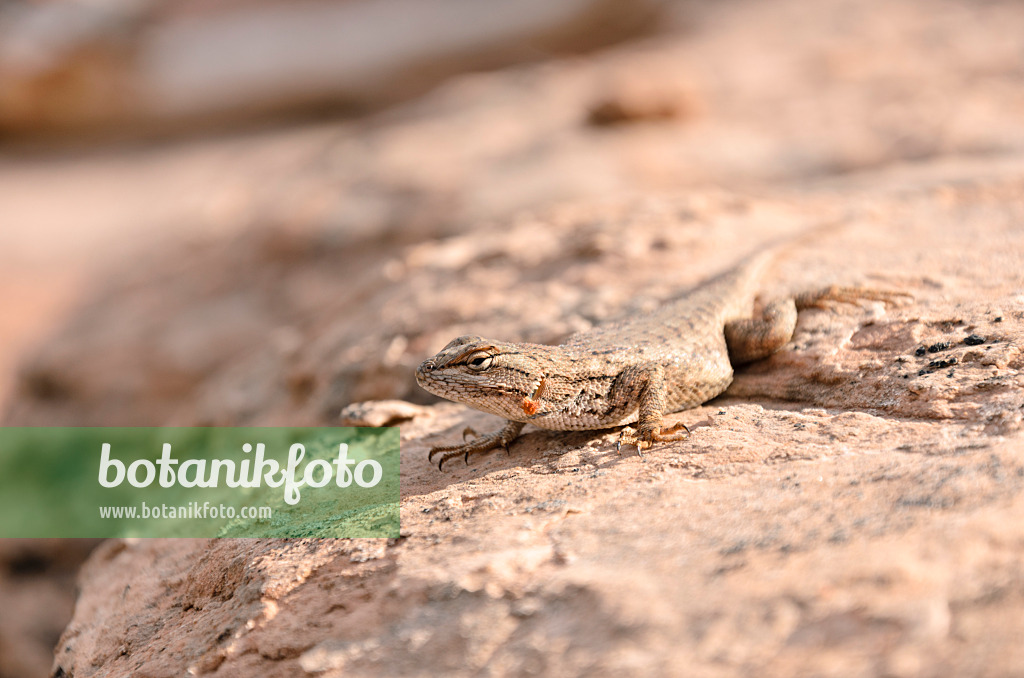 508312 - Eastern fence lizard (Sceloporus undulatus)