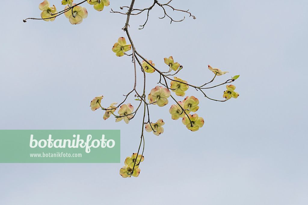 616192 - Eastern flowering dogwood (Cornus florida)