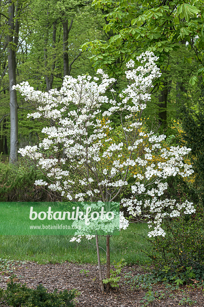 651186 - Eastern flowering dogwood (Cornus florida)