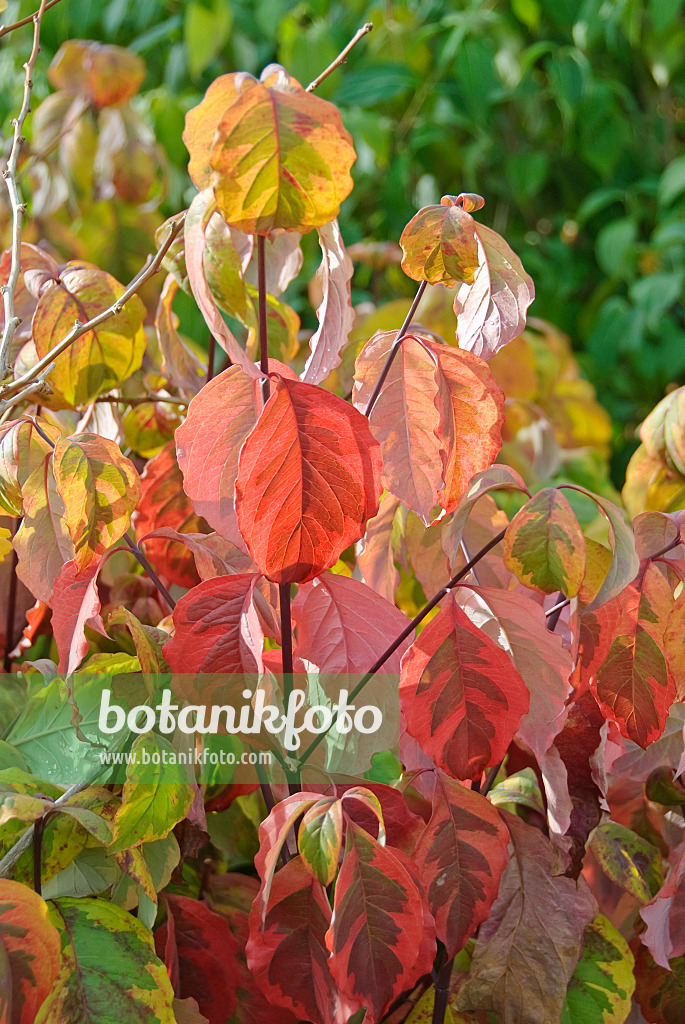 502161 - Eastern flowering dogwood (Cornus florida 'Rainbow')