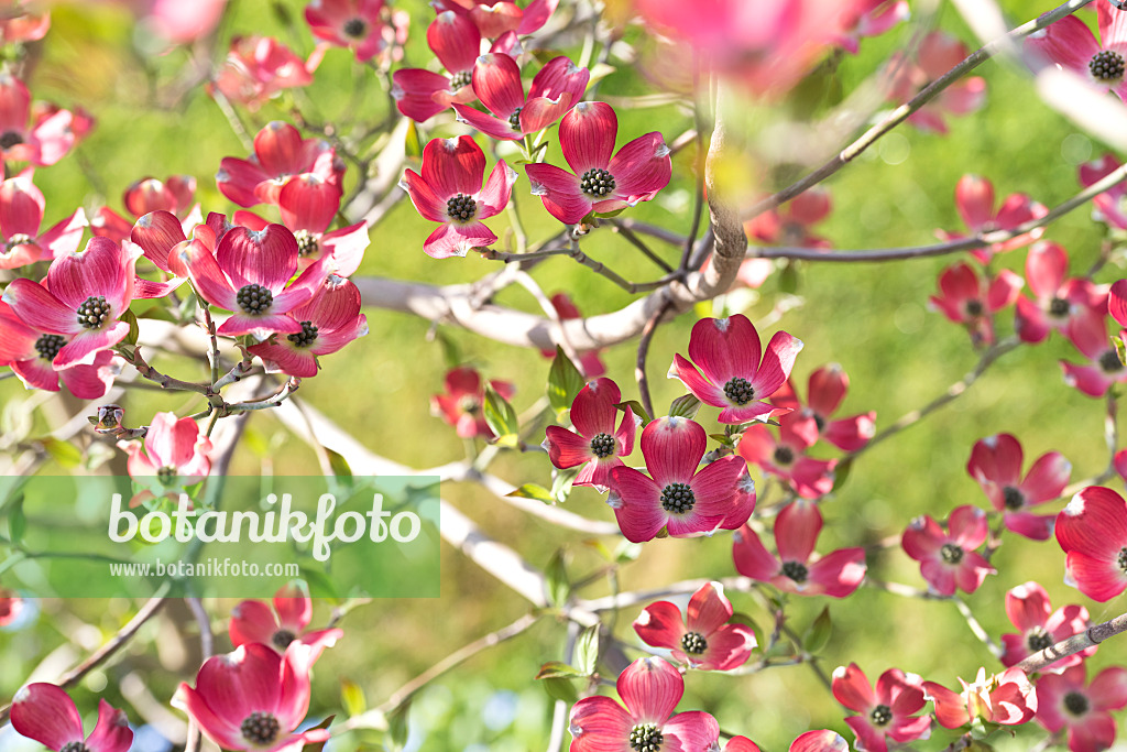 625167 - Eastern flowering dogwood (Cornus florida 'Sweetwater')