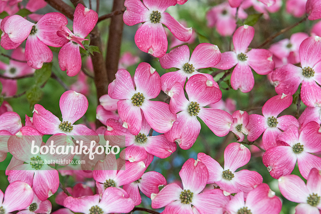 625169 - Eastern flowering dogwood (Cornus florida 'Sweetwater')