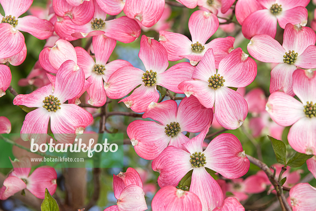 638063 - Eastern flowering dogwood (Cornus florida 'Sweetwater')
