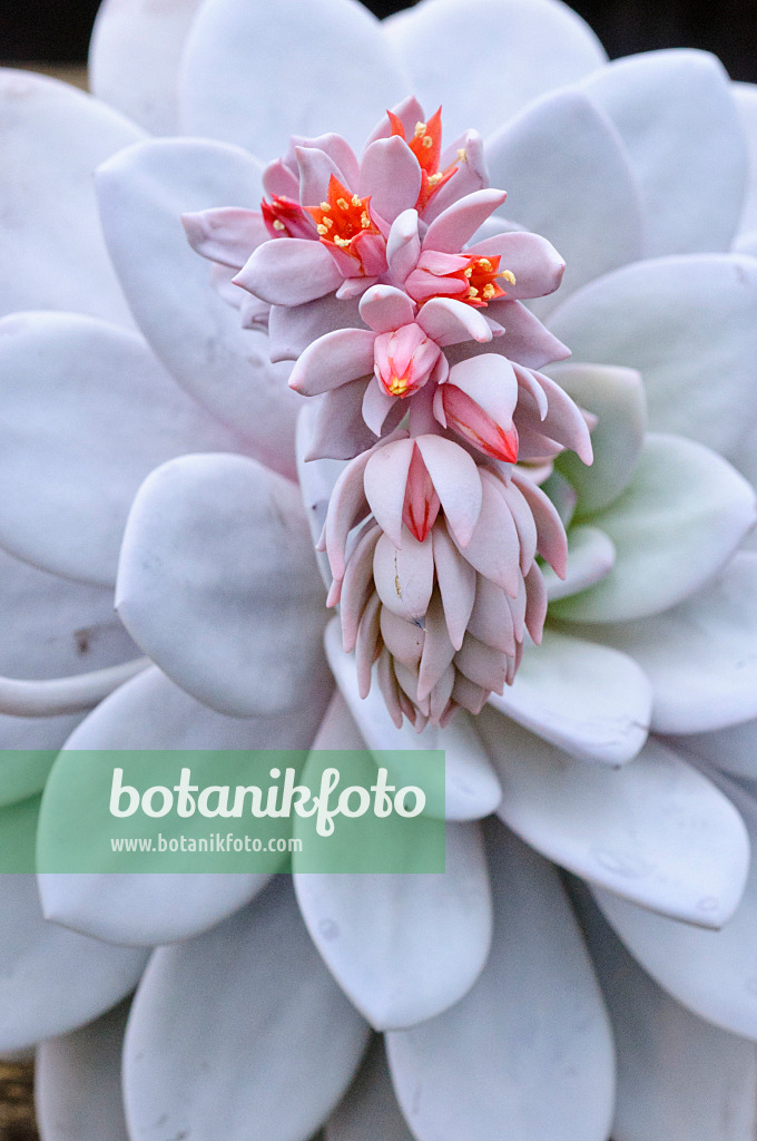 469005 - Echeverie (Echeveria laui)