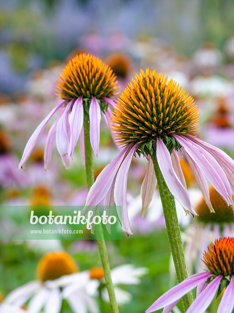 439395 - Échinacée pourpre (Echinacea purpurea)