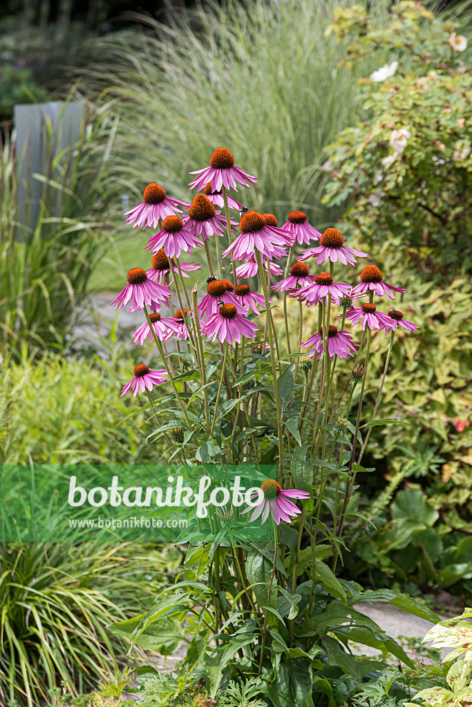 651228 - Échinacée pourpre (Echinacea purpurea)