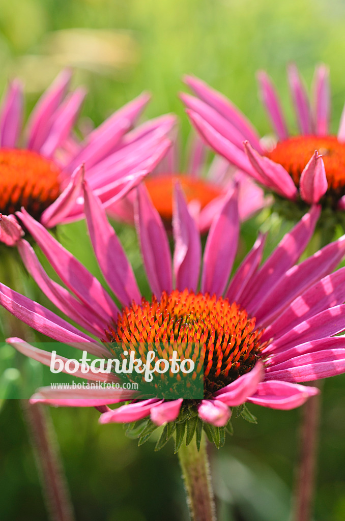 498294 - Échinacée pourpre (Echinacea purpurea 'Excalibur')