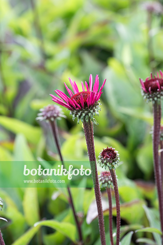 651227 - Échinacée pourpre (Echinacea purpurea 'Fatal Attraction')