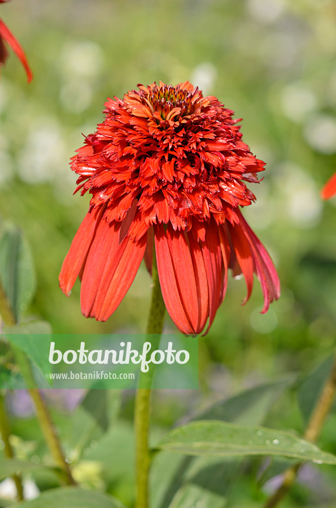 548023 - Échinacée pourpre (Echinacea purpurea 'Hot Papaya')