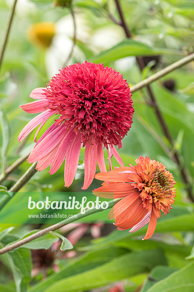 638086 - Échinacée pourpre (Echinacea purpurea 'Irresistible')