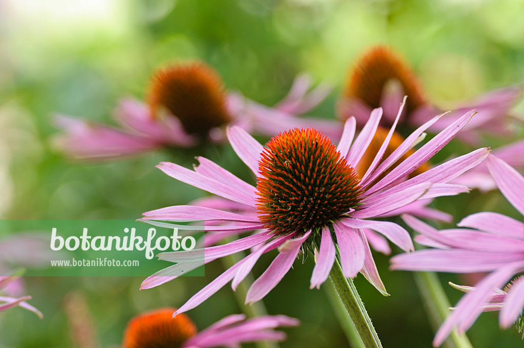 475081 - Échinacée pourpre (Echinacea purpurea 'Rubinstern')