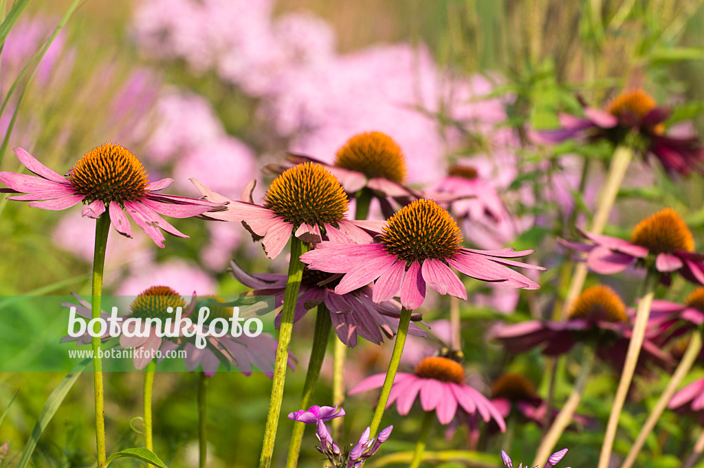 511008 - Échinacée pourpre (Echinacea purpurea 'Rubinstern')