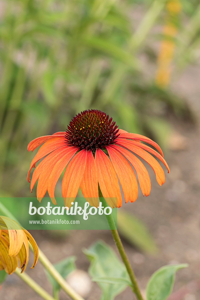 638088 - Échinacée pourpre (Echinacea purpurea 'Tangerine Dream')