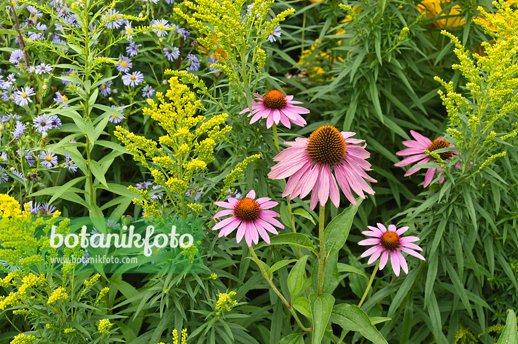511086 - Échinacée pourpre (Echinacea purpurea), verge d'or (Solidago) et aster (Aster)