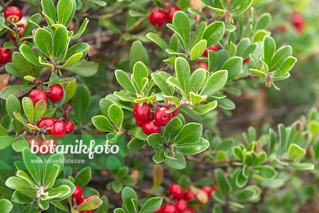 651075 - Echte Bärentraube (Arctostaphylos uva-ursi)