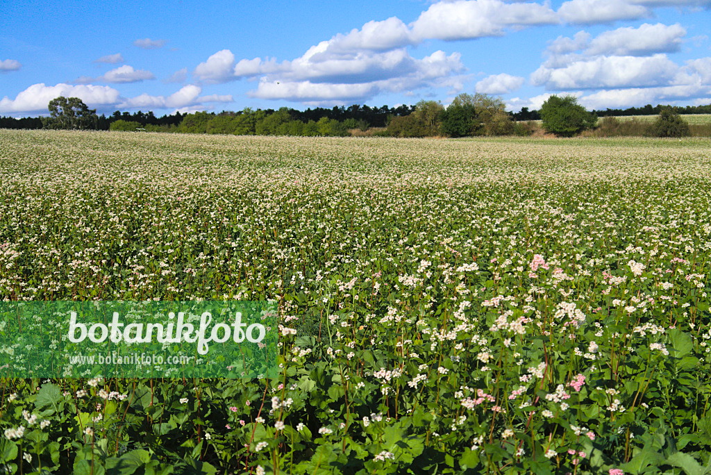 671007 - Echter Buchweizen (Fagopyrum esculentum)