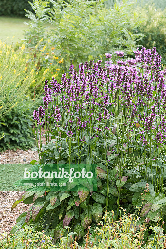 651539 - Echter Ziest (Betonica officinalis syn. Stachys officinalis)
