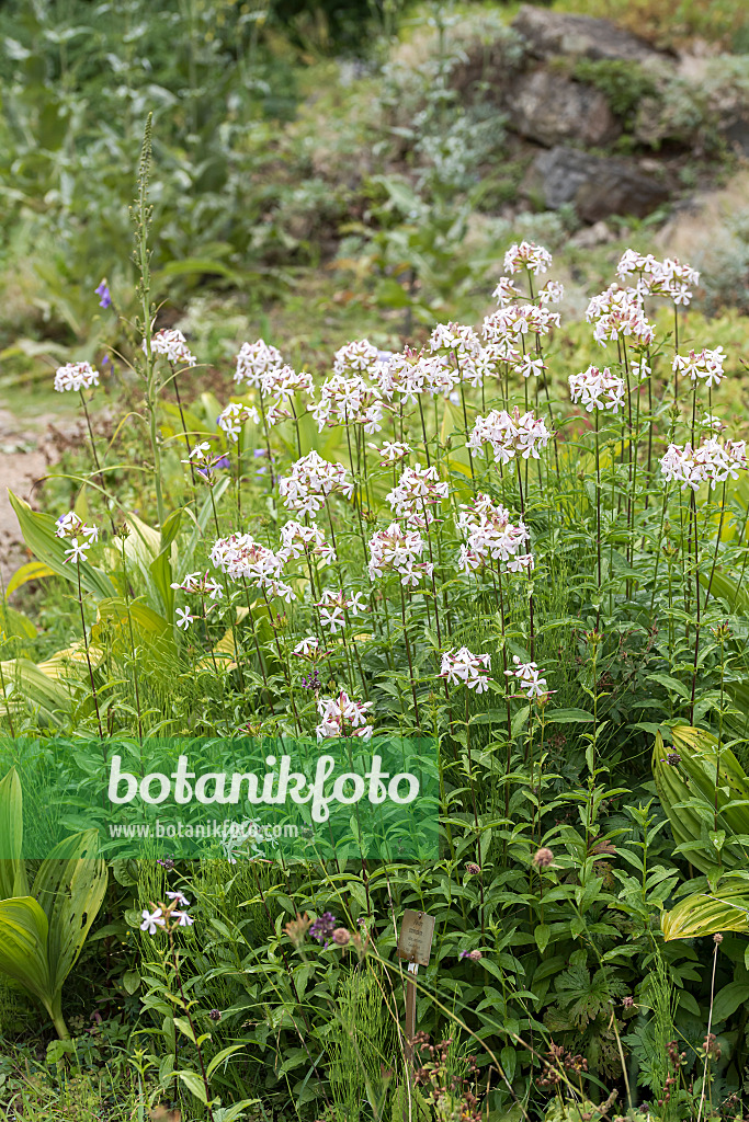 651511 - Echtes Seifenkraut (Saponaria officinalis)