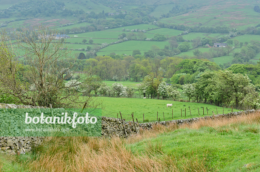 533506 - Edale Valley, parc national de Peak District, Royaume-Uni